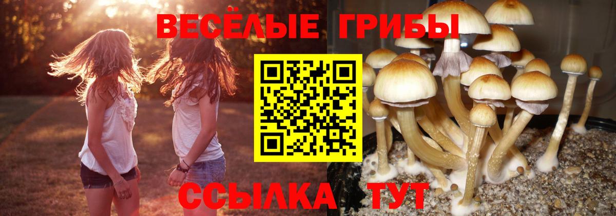 Псилоцибиновые грибы мицелий  Галлюциногенные грибы GOLDEN TEACHER  что такое   Вход с VPN  Салехард 